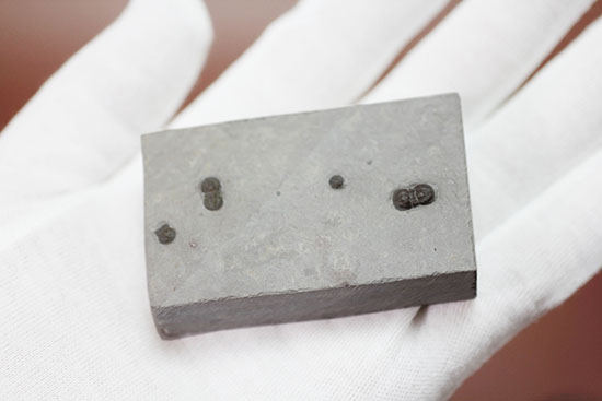 ブーツのような三葉虫。カンブリア紀中期の示準化石、三葉虫ペロノプシス(Peronopsis)(その3)