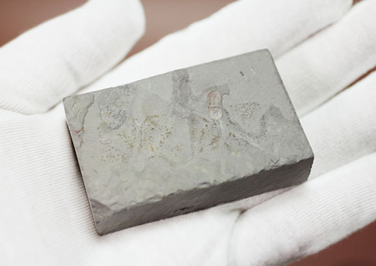 ブーツのような三葉虫。カンブリア紀中期の示準化石、三葉虫ペロノプシス(Peronopsis)(その4)