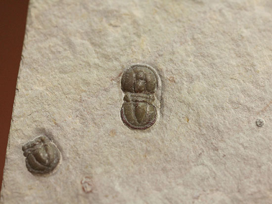 ブーツのような三葉虫。カンブリア紀中期の示準化石、三葉虫ペロノプシス(Peronopsis)（その5）