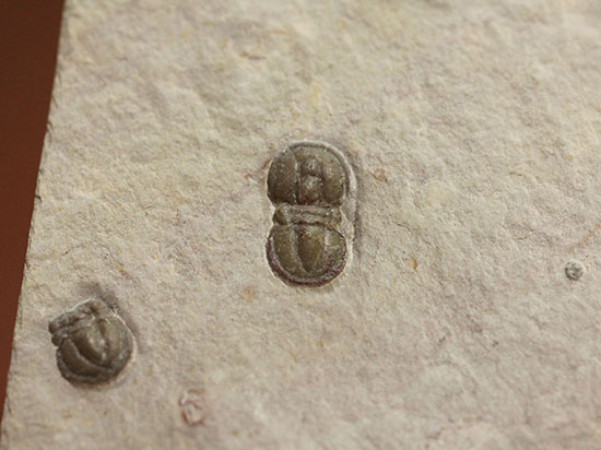 ブーツのような三葉虫。カンブリア紀中期の示準化石、三葉虫ペロノプシス(Peronopsis)(その5)