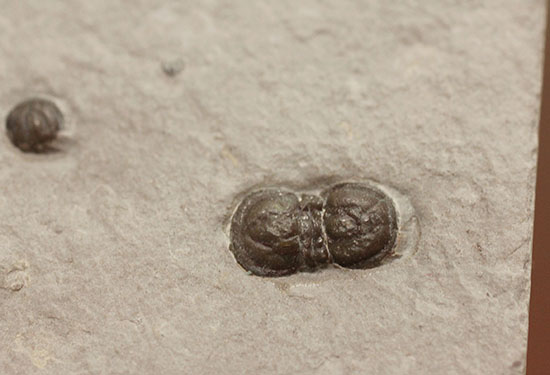 ブーツのような三葉虫。カンブリア紀中期の示準化石、三葉虫ペロノプシス(Peronopsis)（その6）
