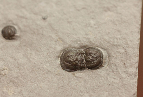 ブーツのような三葉虫。カンブリア紀中期の示準化石、三葉虫ペロノプシス(Peronopsis)(その6)