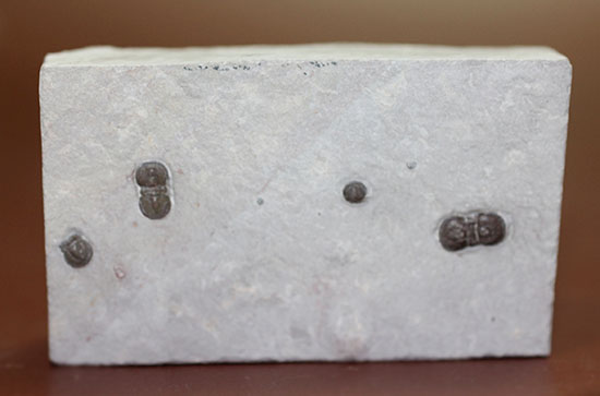 ブーツのような三葉虫。カンブリア紀中期の示準化石、三葉虫ペロノプシス(Peronopsis)（その7）