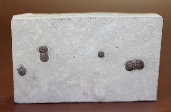 ブーツのような三葉虫。カンブリア紀中期の示準化石、三葉虫ペロノプシス(Peronopsis)(その7)