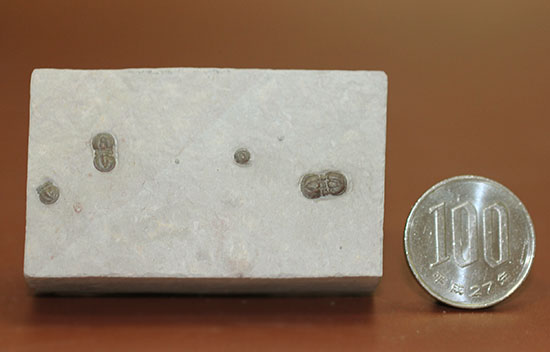 ブーツのような三葉虫。カンブリア紀中期の示準化石、三葉虫ペロノプシス(Peronopsis)(その8)
