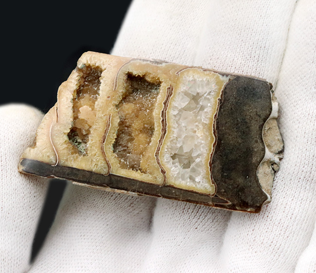 白亜紀に棲息していた直線的な殻を持つ頭足類、バキュリテス（Baculites）の内部露出型の標本（その2）