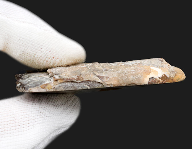 白亜紀に棲息していた直線的な殻を持つ頭足類、バキュリテス（Baculites）の内部露出型の標本（その4）