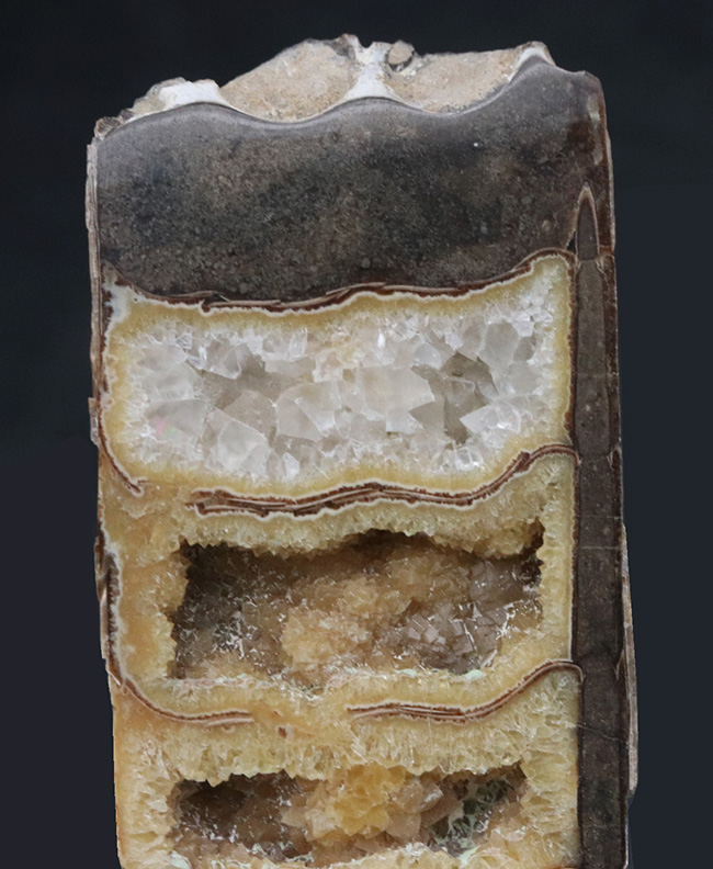 白亜紀に棲息していた直線的な殻を持つ頭足類、バキュリテス（Baculites）の内部露出型の標本（その5）