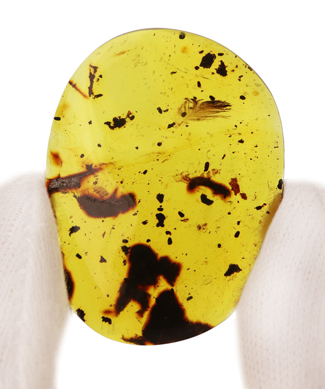 スーパーレア！恐竜ファン垂涎のアイテム！恐竜の「羽毛」と思しき物体