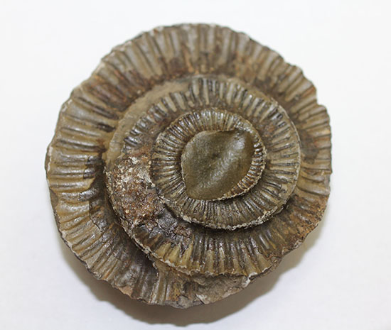 ダクチリオセラス(Dactylioceras sp.)典型的なノジュール化石(その11)