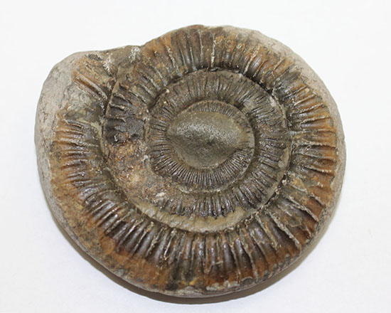 ダクチリオセラス(Dactylioceras sp.)典型的なノジュール化石(その12)