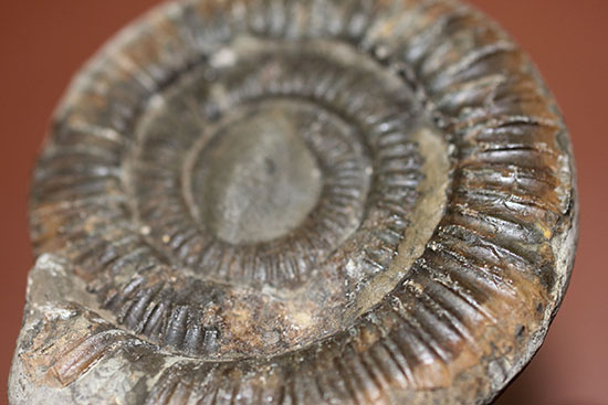ダクチリオセラス(Dactylioceras sp.)典型的なノジュール化石(その2)