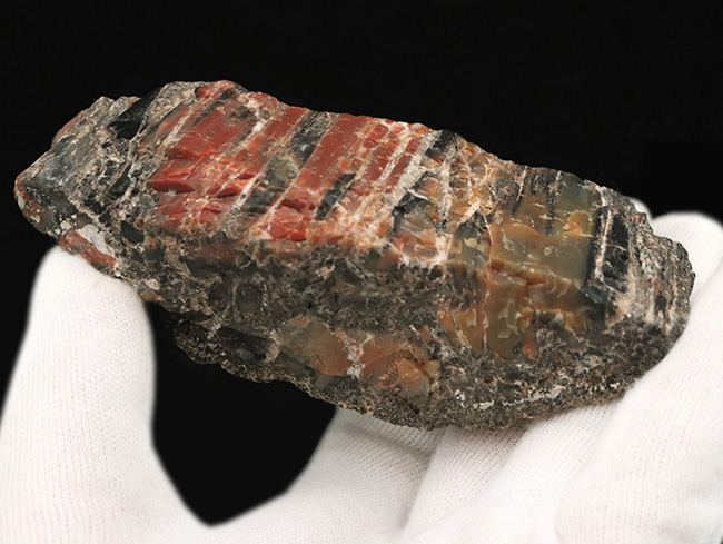 ブランド産地、米国アリゾナ州産の珪化木(Petrified wood)。表面を研磨していない無骨な味わいをお楽しみください!(その4)