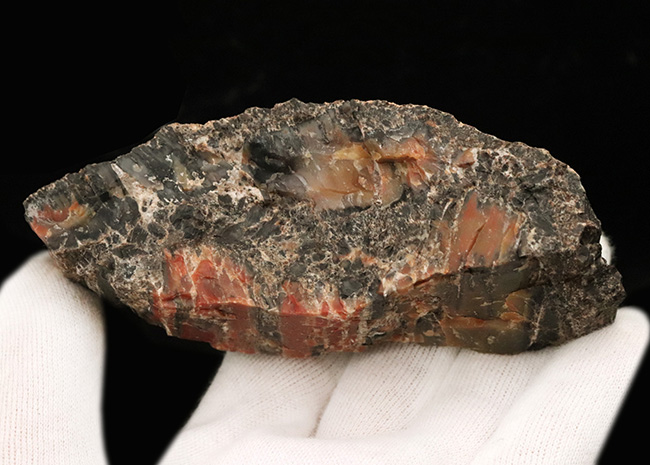 ブランド産地、米国アリゾナ州産の珪化木(Petrified wood)。表面を研磨していない無骨な味わいをお楽しみください!(その5)