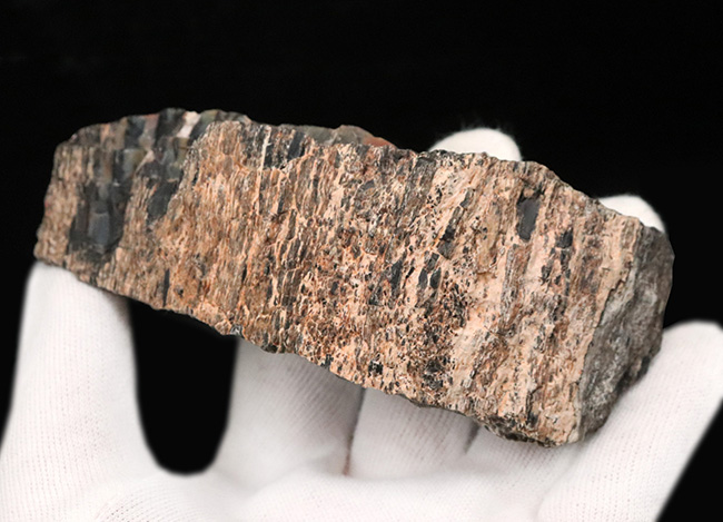 ブランド産地、米国アリゾナ州産の珪化木(Petrified wood)。表面を研磨していない無骨な味わいをお楽しみください!(その6)