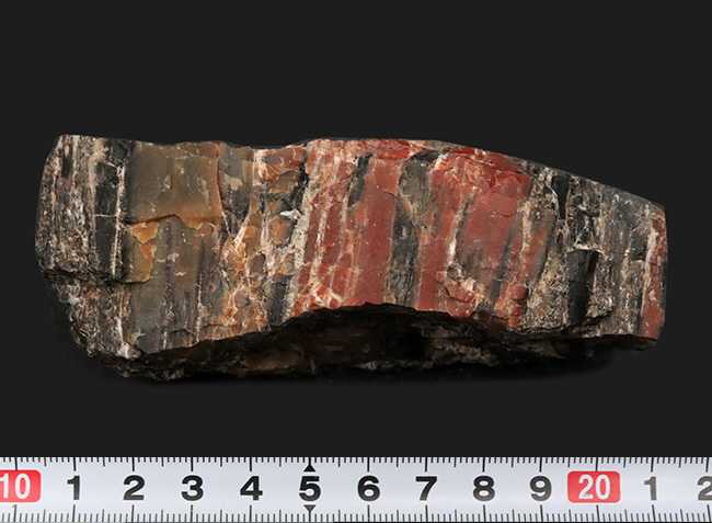 ブランド産地、米国アリゾナ州産の珪化木(Petrified wood)。表面を研磨していない無骨な味わいをお楽しみください!(その7)
