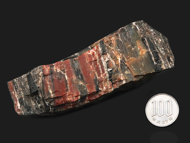ブランド産地、米国アリゾナ州産の珪化木(Petrified wood)。表面を研磨していない無骨な味わいをお楽しみください!(その8)