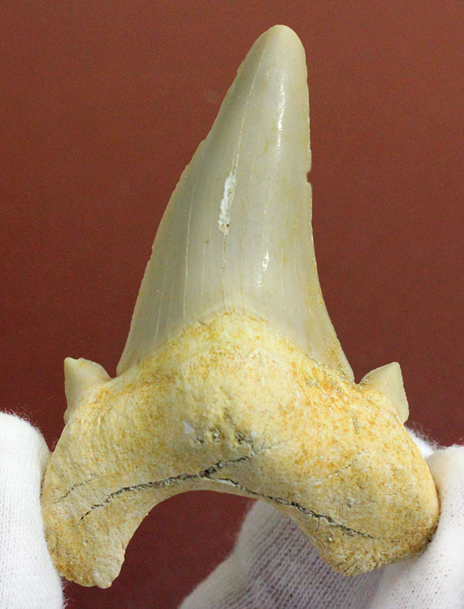 副歯が残された上質の歯化石。サービスプライス！古代の絶滅肉食ザメ、オトダス（Otodus）の歯化石（その1）