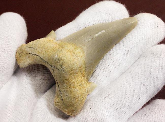 副歯が残された上質の歯化石。サービスプライス！古代の絶滅肉食ザメ、オトダス（Otodus）の歯化石（その2）