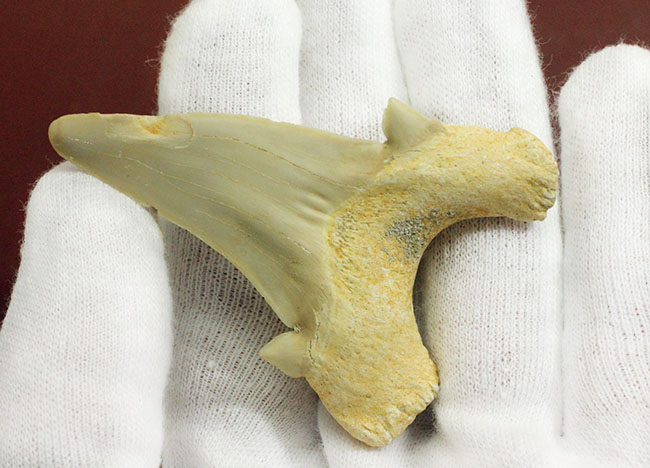 副歯が残された上質の歯化石。サービスプライス！古代の絶滅肉食ザメ、オトダス（Otodus）の歯化石（その3）