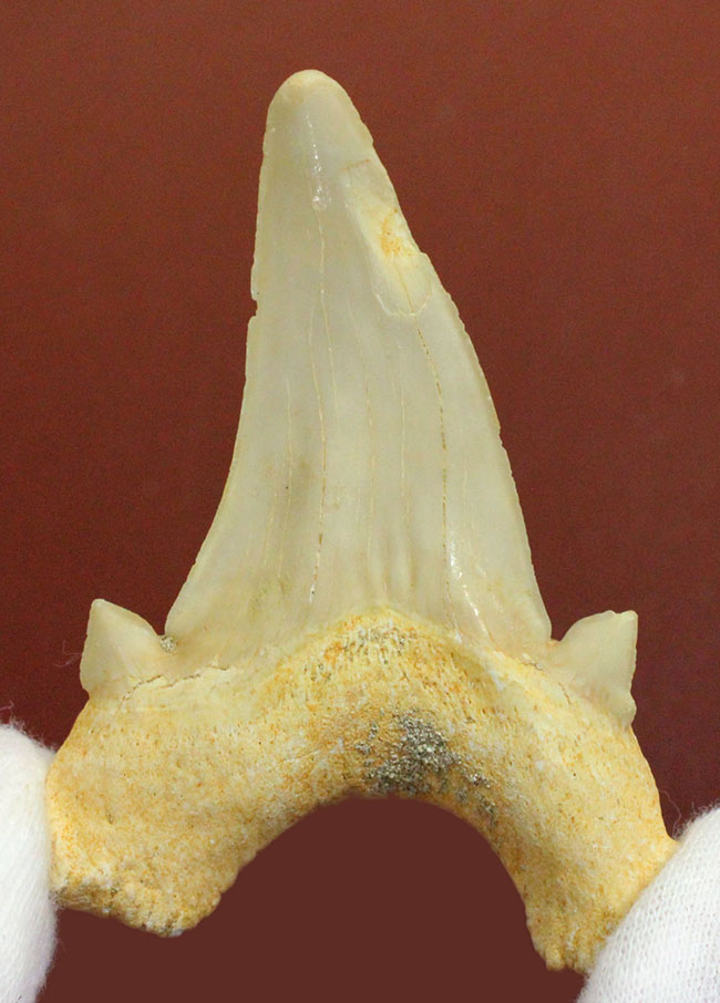 副歯が残された上質の歯化石。サービスプライス！古代の絶滅肉食ザメ、オトダス（Otodus）の歯化石（その4）