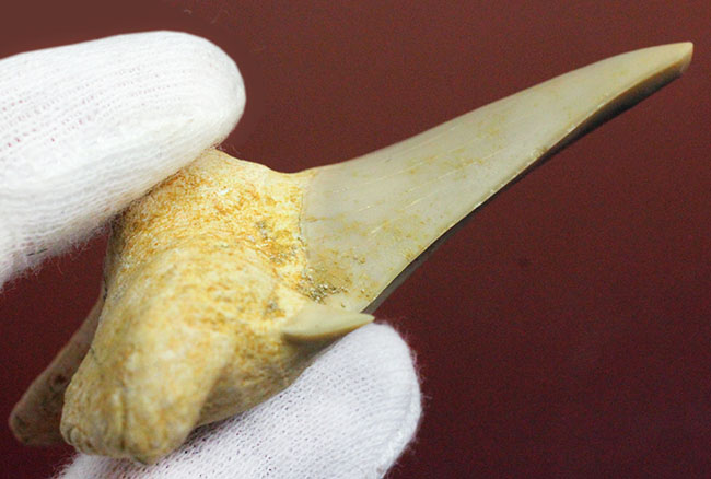 副歯が残された上質の歯化石。サービスプライス！古代の絶滅肉食ザメ、オトダス（Otodus）の歯化石（その5）