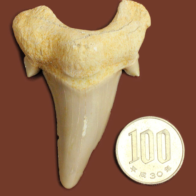 副歯が残された上質の歯化石。サービスプライス！古代の絶滅肉食ザメ、オトダス（Otodus）の歯化石（その6）