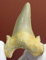 副歯が残された上質の歯化石。サービスプライス！古代の絶滅肉食ザメ、オトダス（Otodus）の歯化石