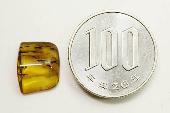 植物片と虫が内包された、スクエアカットのバルティックアンバー(その14)