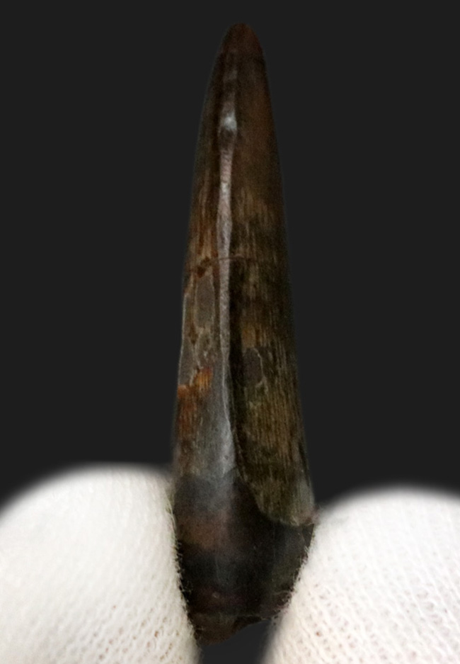 ティラノサウルスレックスの化石 ティラノサウルス・レックス頭骨 Tyrannosaurus Rex Skull