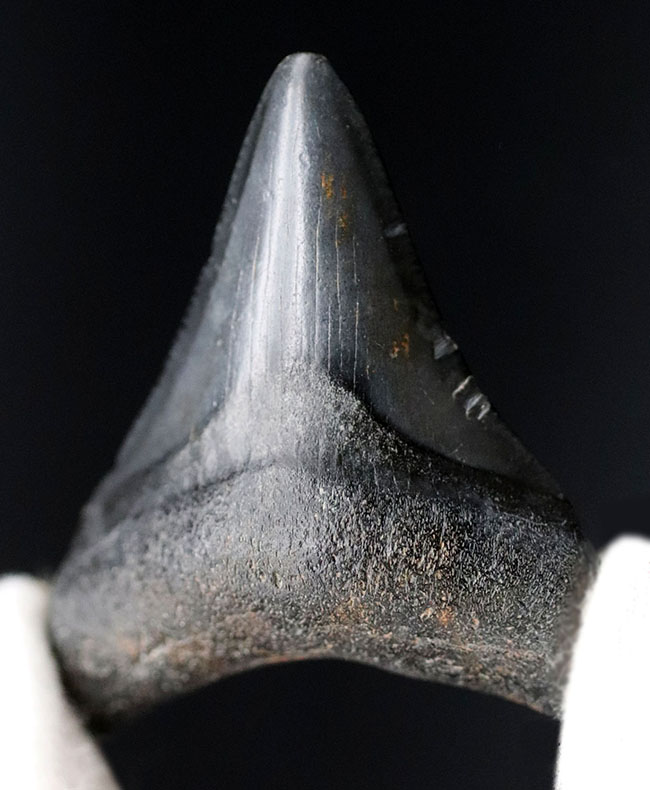 ベリーナチュラル！新生代の一時期、食物連鎖の頂点に君臨していたメガロドン（Carcharocles megalodon）の歯化石（その1）