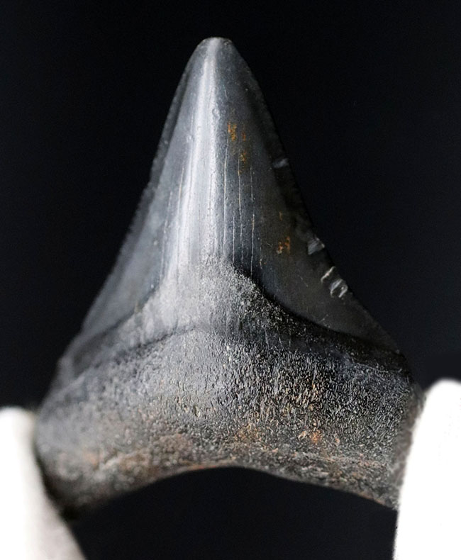 ベリーナチュラル!新生代の一時期、食物連鎖の頂点に君臨していたメガロドン(Carcharocles megalodon)の歯化石(その1)