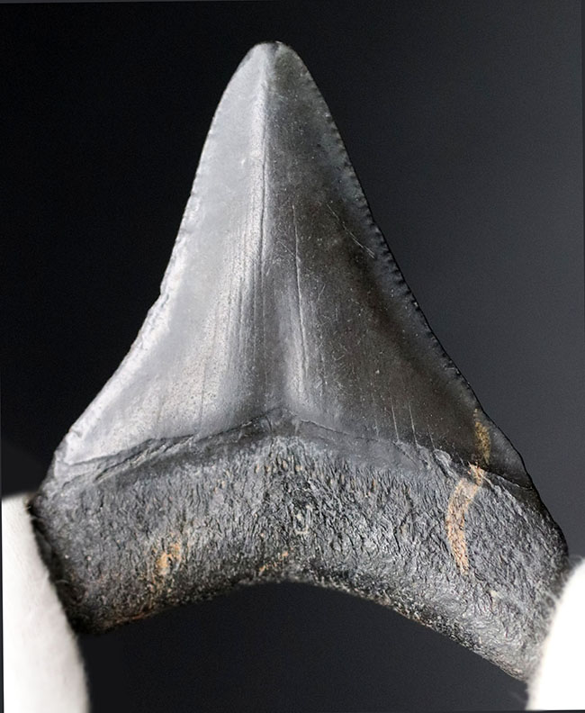 ベリーナチュラル!新生代の一時期、食物連鎖の頂点に君臨していたメガロドン(Carcharocles megalodon)の歯化石(その2)