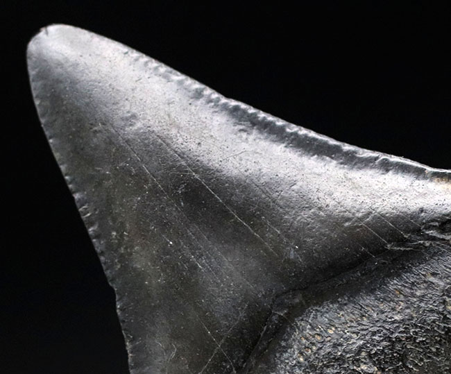 ベリーナチュラル!新生代の一時期、食物連鎖の頂点に君臨していたメガロドン(Carcharocles megalodon)の歯化石(その4)