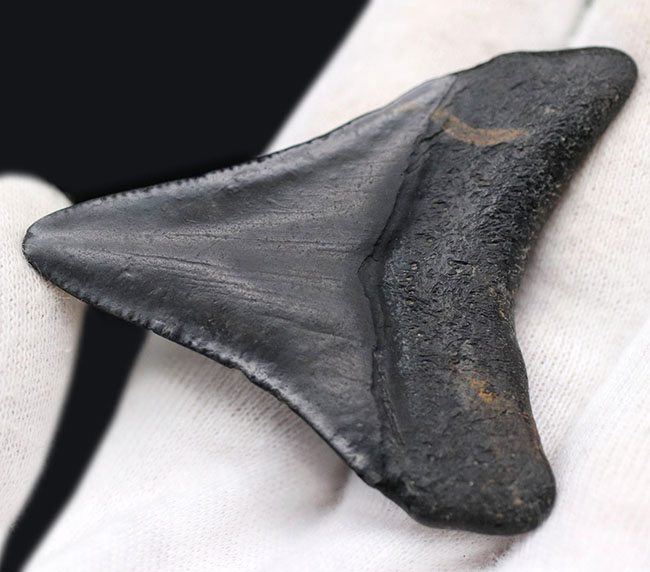 ベリーナチュラル!新生代の一時期、食物連鎖の頂点に君臨していたメガロドン(Carcharocles megalodon)の歯化石(その5)
