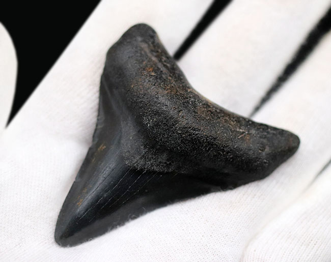 ベリーナチュラル!新生代の一時期、食物連鎖の頂点に君臨していたメガロドン(Carcharocles megalodon)の歯化石(その6)