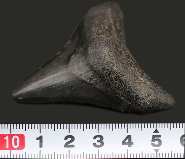 ベリーナチュラル!新生代の一時期、食物連鎖の頂点に君臨していたメガロドン(Carcharocles megalodon)の歯化石(その8)