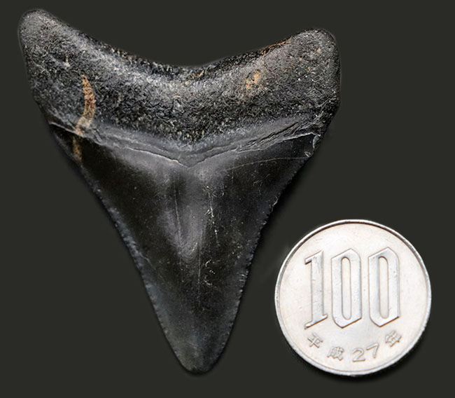 ベリーナチュラル!新生代の一時期、食物連鎖の頂点に君臨していたメガロドン(Carcharocles megalodon)の歯化石(その9)