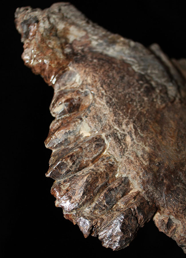 プライスレス！デンタルバッテリー構造がそのまま保存されたトリケラトプス（Triceratops）の上顎化石（その1）