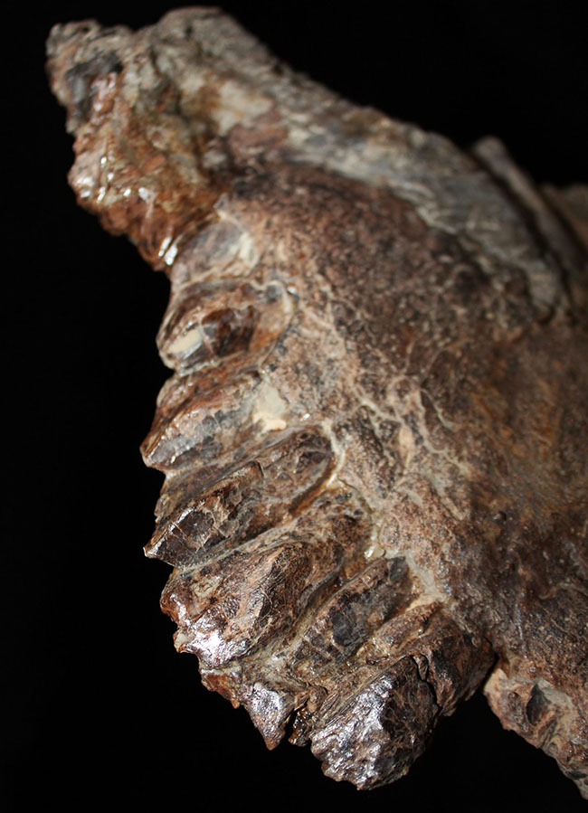 プライスレス!デンタルバッテリー構造がそのまま保存されたトリケラトプス(Triceratops)の上顎化石(その1)