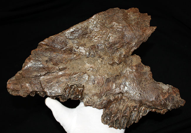 プライスレス！デンタルバッテリー構造がそのまま保存されたトリケラトプス（Triceratops）の上顎化石（その10）