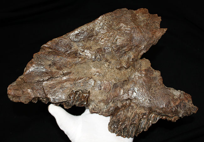 プライスレス!デンタルバッテリー構造がそのまま保存されたトリケラトプス(Triceratops)の上顎化石(その10)