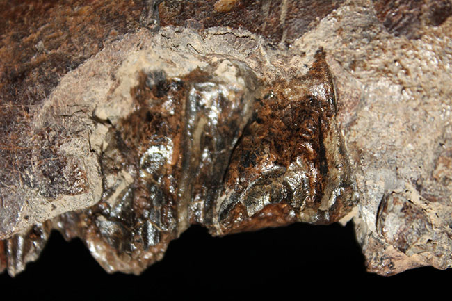 プライスレス!デンタルバッテリー構造がそのまま保存されたトリケラトプス(Triceratops)の上顎化石(その11)