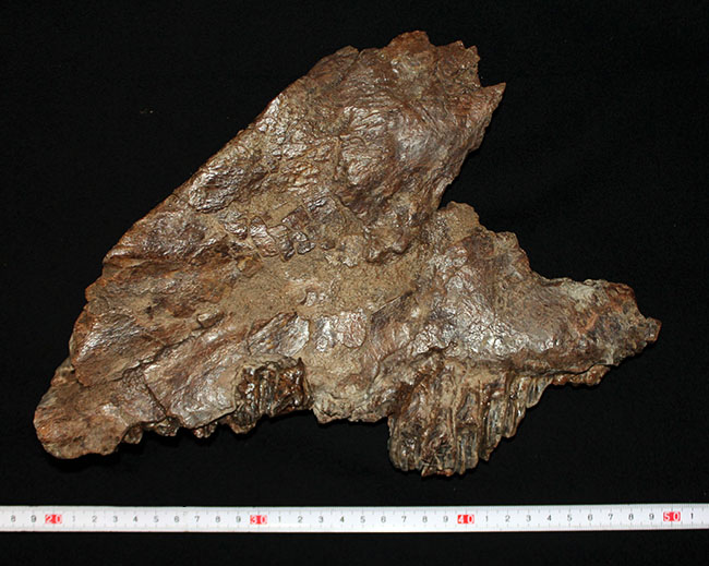 プライスレス!デンタルバッテリー構造がそのまま保存されたトリケラトプス(Triceratops)の上顎化石(その15)