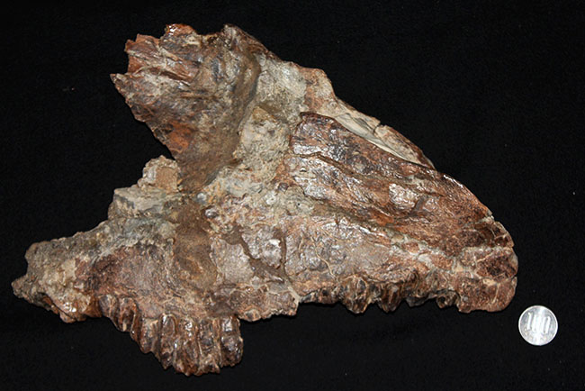 プライスレス！デンタルバッテリー構造がそのまま保存されたトリケラトプス（Triceratops）の上顎化石（その18）