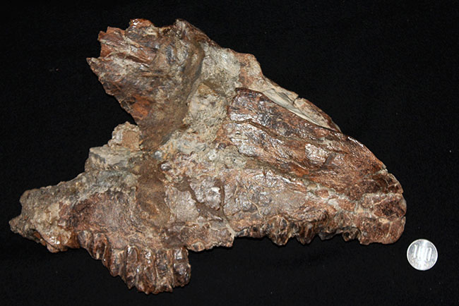 プライスレス!デンタルバッテリー構造がそのまま保存されたトリケラトプス(Triceratops)の上顎化石(その18)