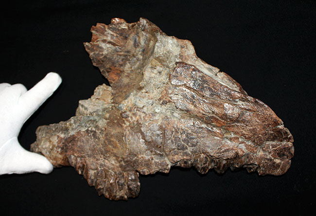 プライスレス!デンタルバッテリー構造がそのまま保存されたトリケラトプス(Triceratops)の上顎化石(その2)