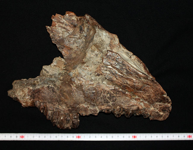 プライスレス!デンタルバッテリー構造がそのまま保存されたトリケラトプス(Triceratops)の上顎化石(その3)