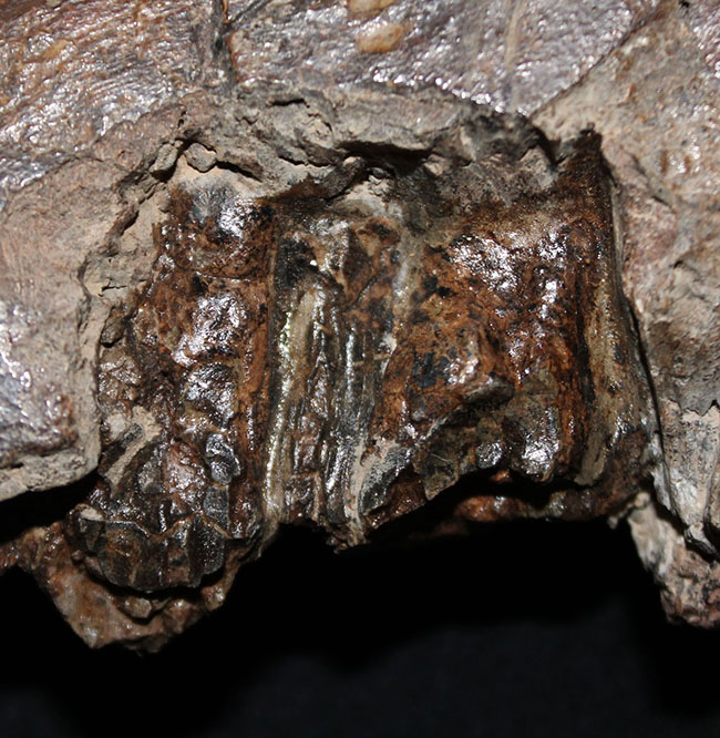 プライスレス！デンタルバッテリー構造がそのまま保存された