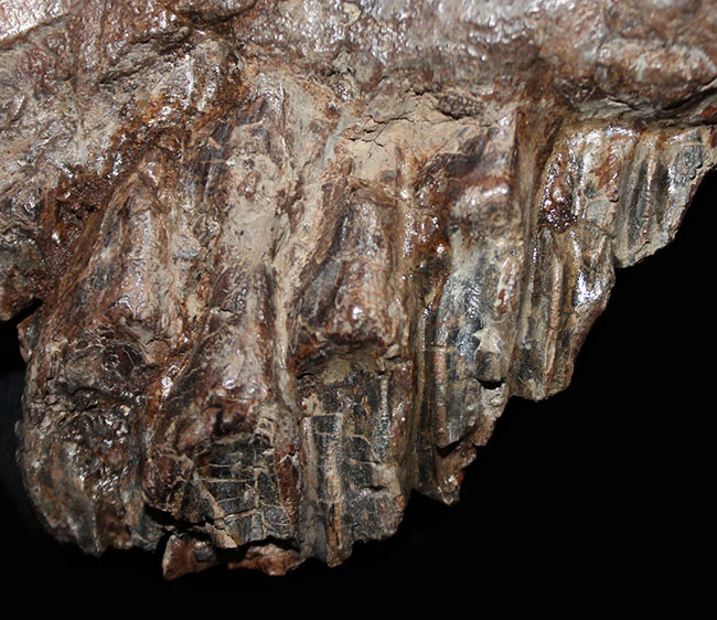 プライスレス！デンタルバッテリー構造がそのまま保存された